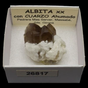 ALBITA xx y CUARZO AHUMADO (Mas Server, Massabe, Sils, Girona) #26817 / Albite - Bild 1 von 1
