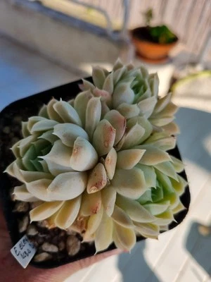 ECHEVERIA ELEGANS ALBA VASO 10 FOTO REALE SUCCULENTA PIANTA GRASSA RADICATA - Immagine 1 di 4