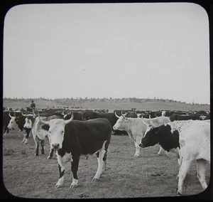 Linterna Mágica de Vidrio Diapositiva Rango Ganado C1910 Foto Histórica Australia Agricultura - Imagen 1 de 2