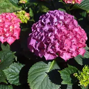 Gartenhortensie Deutschland 2L - Im Volksmund auch Regenbogenhortensie genannt - Bild 1 von 10