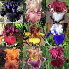 Iris Mix -3 Bulbs - Blue Buddha Farm - Easy to Grow Perennial