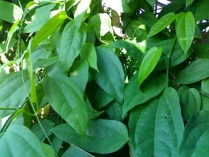 Vid Tiliacora triandra ย่านาง - Imagen 1 de 3