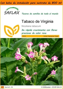 SAFLAX Garden in the Bag - Tabaco de Virginia - 250 semillas - Nicotiana - Imagen 1 de 4