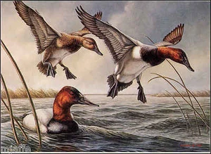 MINNESOTA #4 1980 STATE DUCK STAMP PRINT CANVASBACKS by James Meger List $400 - Picture 1 of 2