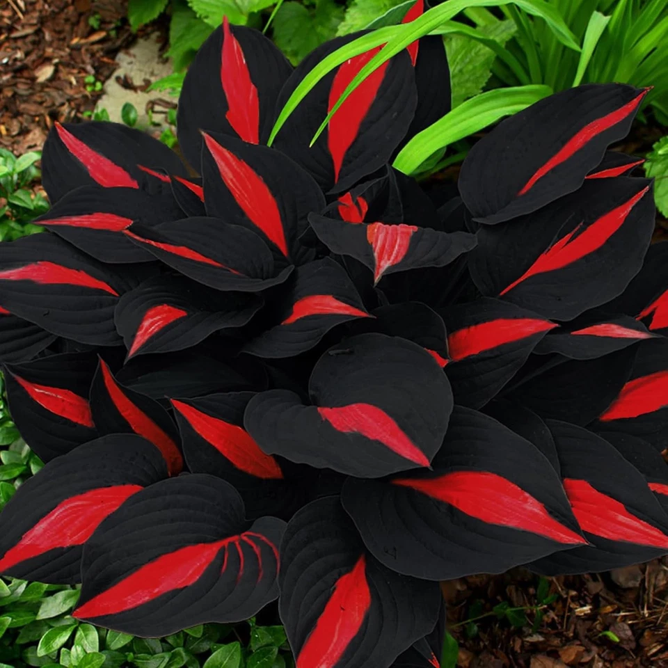 200 Hosta Seeds - Non-GMO Black Red Hostas Plants Seeds for Planting  Perennial - Image 1 of 4