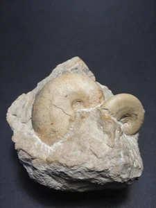 Ammonit Glochiceras sp. Taramelliceras Malm Gamma 1 etapa pequeña - Imagen 1 de 4