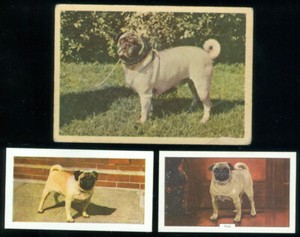 3 DOG CARDS - PUGS