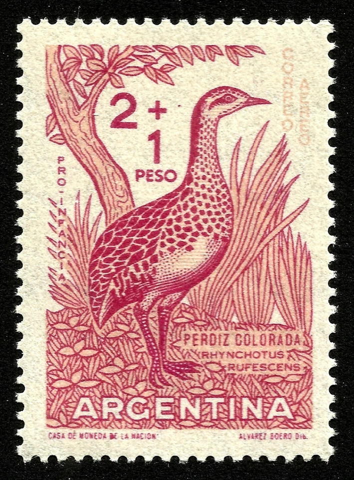 ARGENTINA, TINAMOU ALADO ROJO (RHYNCHOTUS RUFESCENS), AÑO 1960, MNH Foto 1 de 1