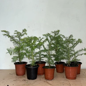 Dawn Redwood Metasequoia Saplings. Metasequoia glyptostroboides - Picture 1 of 4
