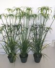 3 Stck Zyperngras Kunstpflanze Hhe 120cm