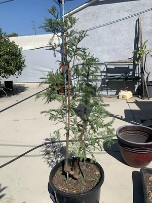 Ciprés calvo (Taxodium Distichum)  Foto 1 de 4