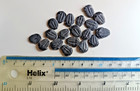 Small Sized Cambrian Elrathia Kingii Trilobites Earliest Animals 500 MYO HT-01