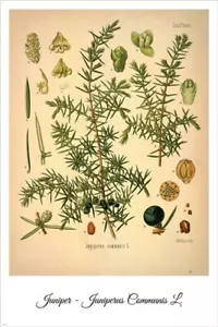 Wacholder Vintage Botanische Blumen Illustration Kunst Poster 20x30 - Bild 1 von 1