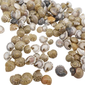 200 PIEZAS Caracola plana concha marina 2-10 mm concha decoración arte adorno para pecera - Imagen 1 de 7