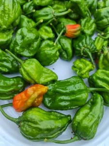 Naga Viper Chilli - A Deadly Hot Chilli from Bhut Jolokia/Ghost Chilli OZ Grown - Picture 1 of 6