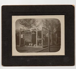 Cabinet Photo Two Gentleman Inside Chicken Coop c1890 5 x 6 in. - Picture 1 of 1