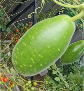Heirloom Bottle Gourd (হাজারী লাউ) Melon Lau Lauki High Yielding Variety 7 Seeds - Picture 1 of 4