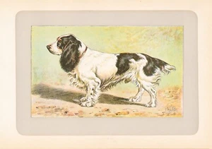 1907 Hund Chromolithographie von Paul Mahler "Le Field Spaniel" - Bild 1 von 3