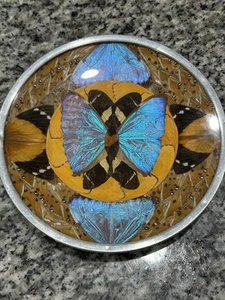 Vintage Blue Morpho Butterfly & Moth Wing Plate Wall Hanging 7.5”  - Picture 1 of 4