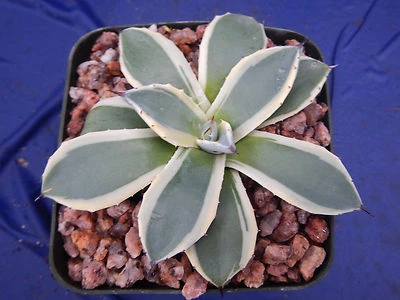 Agave applanata Variegated "Cream Spike" BLOW OUT SALE! $6.99! NICE! 3"-4" Wide - Image 1 of 4