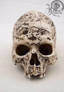 Totenkopf Grabschädel verwest Figur Gothic Friedhof Skull Gothik Schädel Tod N2 - Bild 1 von 8