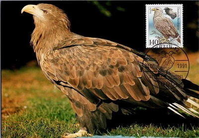 Germany 1991 White-tailed Eagle FDC Berlin Cancel Scott 1730 Erstausgabe - Image 1 of 2
