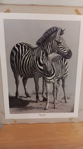 Harold Rigsby Print Signed Numbered 1981 "Plains Zebra" 25 3/4x19 3/4" Art Photo - Picture 1 of 13