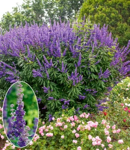 BALDUR-Garten Mönchspfeffer 'Queen Bee®',1 Pflanze - Bild 1 von 2