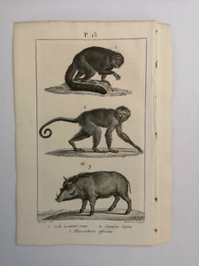 PLANCHE / GRAVURE de 1816 - MAMMIFERES / SINGES / PHACOCHERE (P13) - Foto 1 di 2
