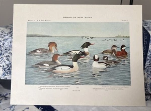 1909 Book Plate #10 Birds of New York Merganser Ducks Louis Agassiz Fuertes - Picture 1 of 3