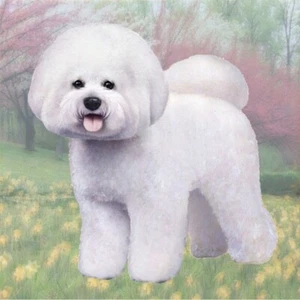 Dog Worlds Most Absorbent Ceramic Coaster Bichon Frise Standing  Fast Shipping - Picture 1 of 4