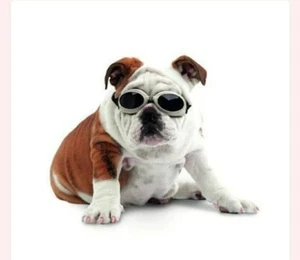 New RED Petrich Small Dog Adjustable UV Protection Shatterproof Goggles Glasses - Picture 1 of 4