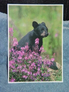 1990 Shenandoah National Park Virginia Black Bear Cub Post Card - Picture 1 of 3