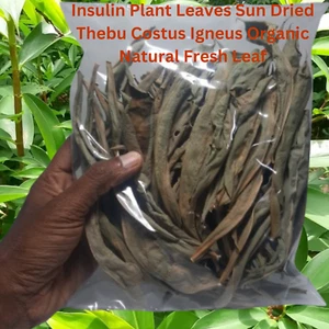 Feuilles de plante d'insuline séchées thé aux feuilles fraîches naturelles biologiques Thebu Costus Igneus - Photo 1/11