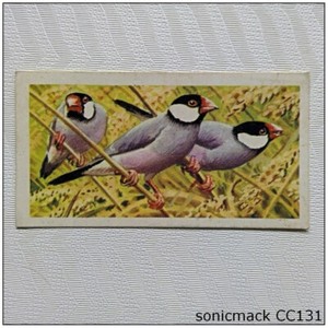Brooke Bond Tropical Birds #43 Java Sparrow Tea Card (A) (CC131)