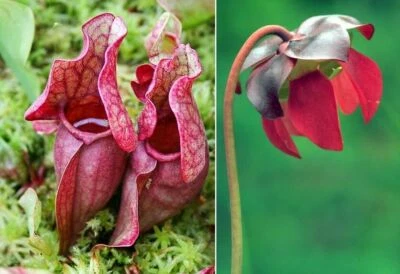 Sarracenia purpurea (Purple Pitcher Plant) 5 - 50 Seeds RARE Indoor or Garden UK - Image 1 of 2