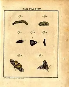 1747 ROESEL HC ENGRAVING 01/043 bride, or gray and brown underwing - Picture 1 of 2