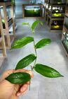 Ficus Radicans - Dart Frog Vivarium / Terrarium Plant - Stem Cutting