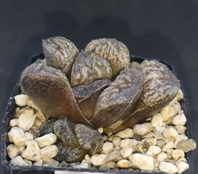 HW160	Haworthia 'Python'「蟒 蛇, Phyto available - Imagen 1 de 2