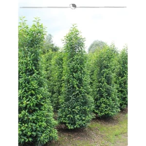 Portugiesischer Kirschlorbeer 180-200 cm. 3 St. Lorbeer als Sichtschutz Hecke - Bild 1 von 3