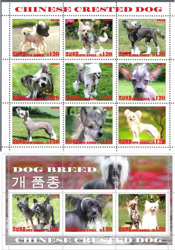 Stamp sheet+block Chinese Crested Dogs 2020 Korea issue - Image 1 of 1