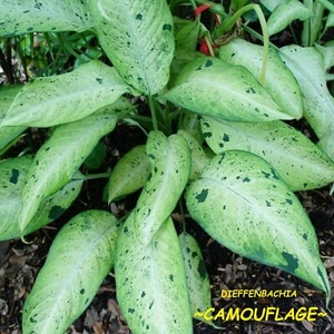 ~Dieffenbachia Camouflage~ Dumb Cane Premium Indoor Foliage Potted Starter Plant - Picture 1 of 9