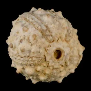 35 mm detailliertes Fossil Goniopygus Sp Seeigel Echinoide Kreidezeit Marokko - Bild 1 von 10
