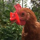 50pcs Yellow Chicken Anti-Pecking Goggles Farm Animal Pecking Prevention Plastic