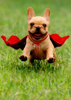 Frenchie Jumping con capa roja - Tarjeta de agradecimiento Avanti Dog de Avanti Press Foto 1 de 2