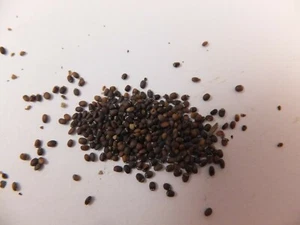 322: PCA-30 GROW YOUR OWN CATNIP - Picture 1 of 2