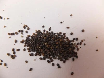 322: PCA-30 GROW YOUR OWN CATNIP - Image 1 of 2