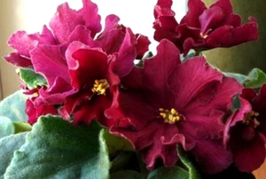 African Violet PLANT ~ EK-BOI BYKOV (Rus) 'Bullfight' Rarely Seen! Starter - Picture 1 of 3