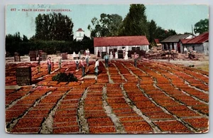 Pfirsich trocknen in Kalifornien CA um 1908 Postkarte N763 - Bild 1 von 2