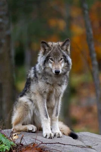 Wolf Wild Life Animal Environmental Painting Wall Home Decor - POSTER 20x30 - Picture 1 of 3